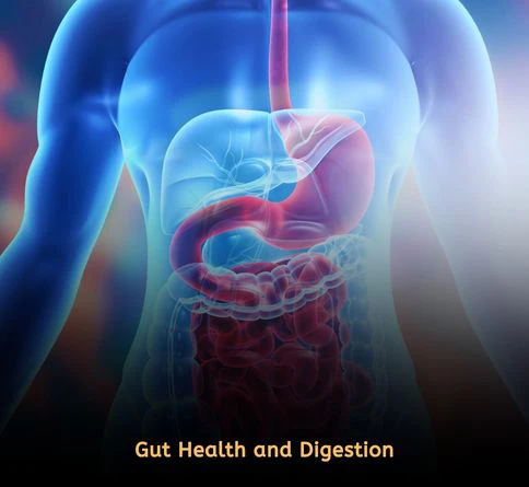 Gut Health and Digestion
